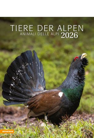 Tiere der Alpen - Kalender 2026